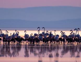 First flamingos hatched in Salt Lake