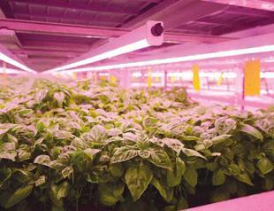 Ministry to expand vertical farming