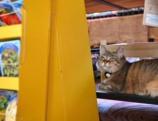 Japanese app aims to detect cat pain