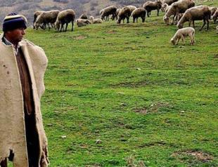 Herd owners unable to find shepherds to employ