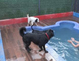 Pet hotels packed with furry friends during Eid