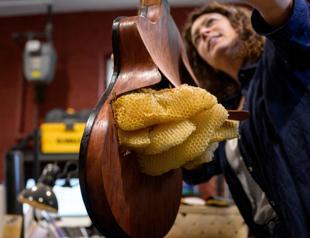 French luthier makes music out of mushrooms