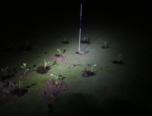 Climate activists block holes on Spanish golf courses over water use