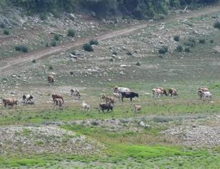 3 dams supplying water to Istanbul dry up