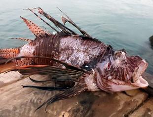 ‘Migration of tropical fish alters cuisine’