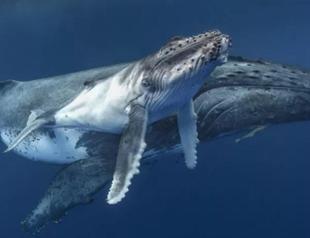 Rare footage of nursing humpback revealed