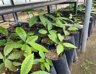 Saplings from 766-year-old tree to be planted