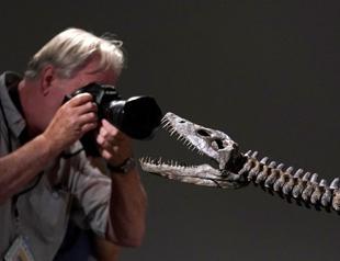 Sotheby’s to auction fossilized skeletons of predators