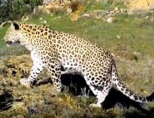 Illegal hunting of Anatolian leopard nets 1.2 mln liras fine