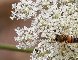 Iraq honey production at the mercy of heat and drought