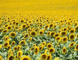 Sunflower fields decimated by sweltering heat: Expert