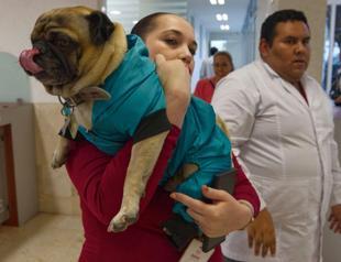 Animals become healing companions in Mexico hospital
