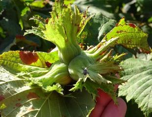 Hazelnut production seen at 718,000 tons