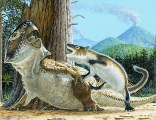 Mammals may have hunted down dinosaurs for dinner