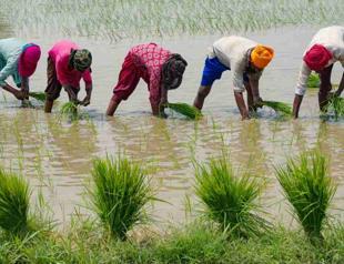 Top rice supplier India bans some exports