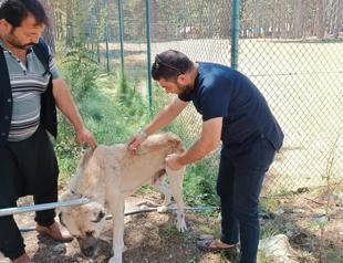 Istanbul Governor’s Office orders sterilization of stray dogs