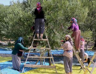 Climate crisis strikes country’s major olive producers