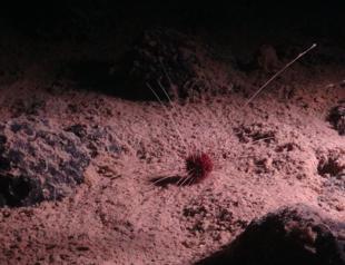 Deep ocean targeted for mining is rich in unknown life