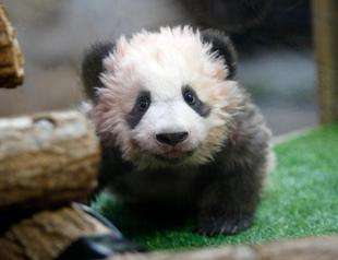 Berlin Zoo sends the first giant pandas born in Germany to China