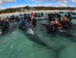 Last of nearly 100 pilot whales euthanized after rescue fails