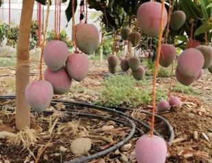 Municipality to promote tropical fruit production