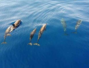 Dolphin species in Mediterranean endangered