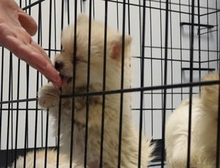 Some 22 Pomeranian dogs seized on border gate
