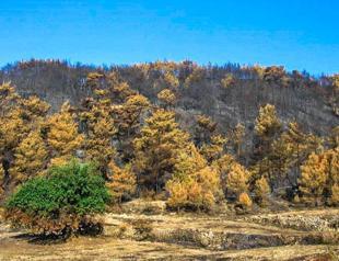 Expert suggests planting Carob trees to curb wildfires