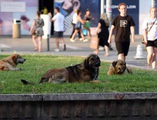 Running wild: Stray dogs threaten rare Balkan lynx