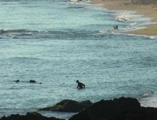 Artillery shells found off coast destroyed: Ministry