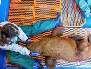 Round-the-clock ‘cuddling’ for walrus calf rescued in Alaska