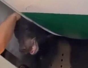 Delayed passengers growl after a bear escapes from plane