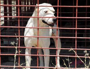 Sole solution for stray animals issue ‘rehabilitation’