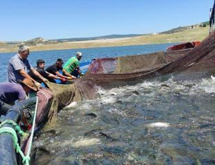 Some 325 tons of trout died of ‘oxygen deprivation’