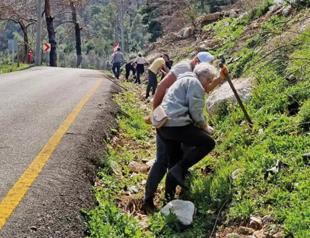 Group of volunteers re-green burnt areas in the south