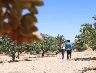 Farmers hire watchmen to safeguard pistachios