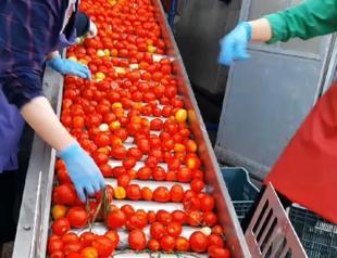 Some 1,400 tons of pepper paste to be exported