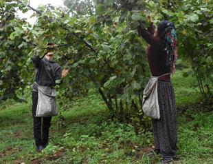 Hazelnut harvest season starts in Black Sea Region