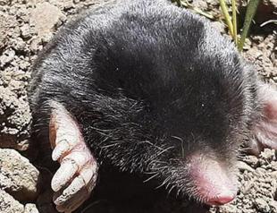 New mole species discovered in country’s east