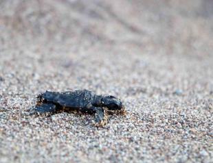Sea turtle nesting areas host visitors