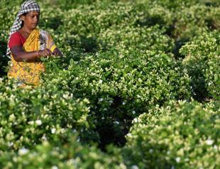 Indias jasmine infuses global perfume