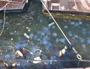 Expert warns of jellyfish boom stemming from pollution