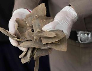 Endangered pangolin scales seized in Thailand