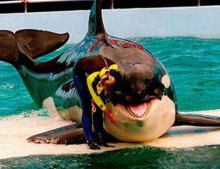 Lolita the orca dies at Miami Seaquarium