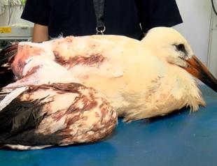 Storks’ migration interrupted by man-made injuries
