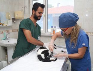 Veterinarians to stage work stoppage protest