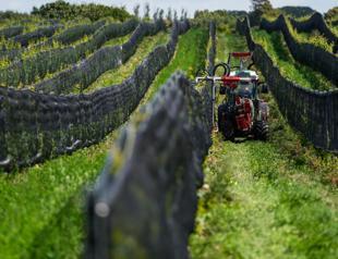 As world warms, Sweden might boost its young wine industry