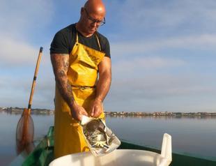 Italians cope with invasion of blue crabs