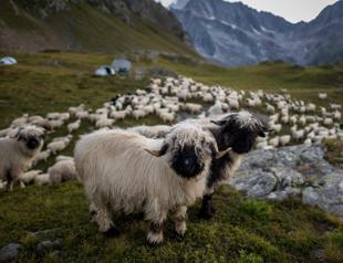 Crying wolf to save livestock and their predator