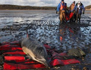 Organization to open dolphin hospital